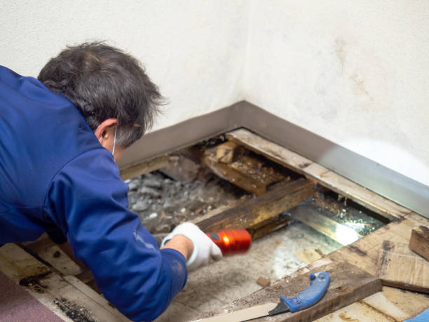 Best Local Mold Removal Service  in Salmon Brook, CT