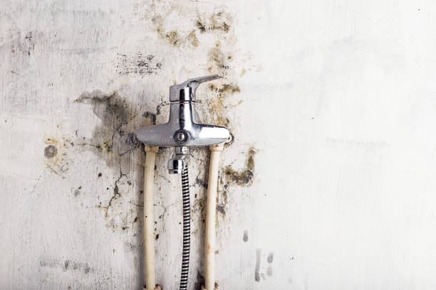 Office Mold Removal Services in Salmon Brook, CT