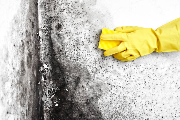 Best Attic Mold Removal  in Salmon Brook, CT
