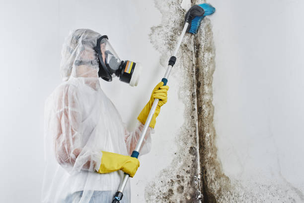 Best Mold Remediation Services  in Salmon Brook, CT