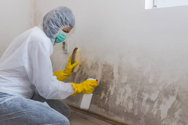 Best Toxic Mold Removal  in Salmon Brook, CT