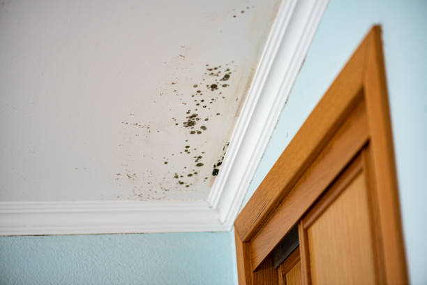 Best Emergency Mold Removal  in Salmon Brook, CT