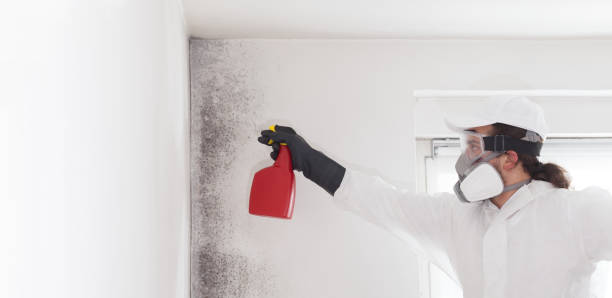 Best Office Mold Removal Services  in Salmon Brook, CT