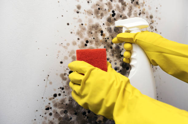 Attic Mold Removal in Salmon Brook, CT