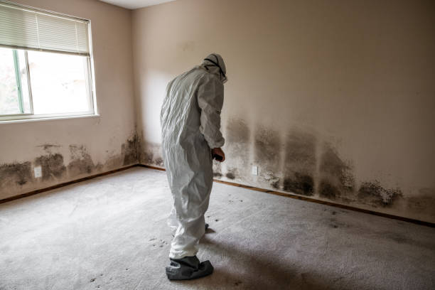 Best Emergency Mold Removal  in Salmon Brook, CT