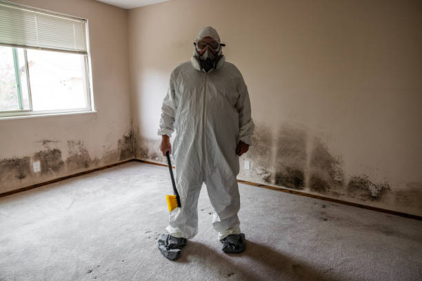 Best Professional Mold Removal  in Salmon Brook, CT