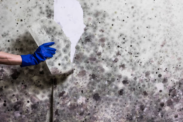 Best Black Mold Removal  in Salmon Brook, CT