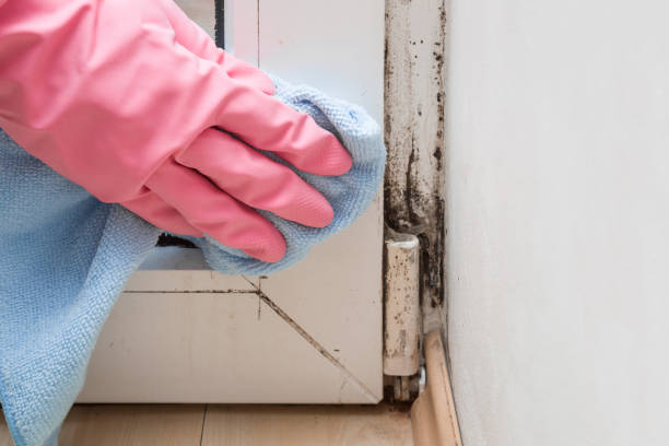 Best Crawl Space Mold Removal  in Salmon Brook, CT