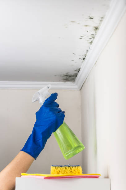 Crawl Space Mold Removal in Salmon Brook, CT